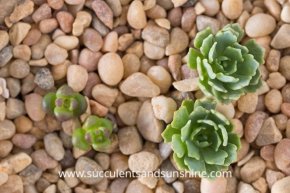 Make earrings with real living succulents!